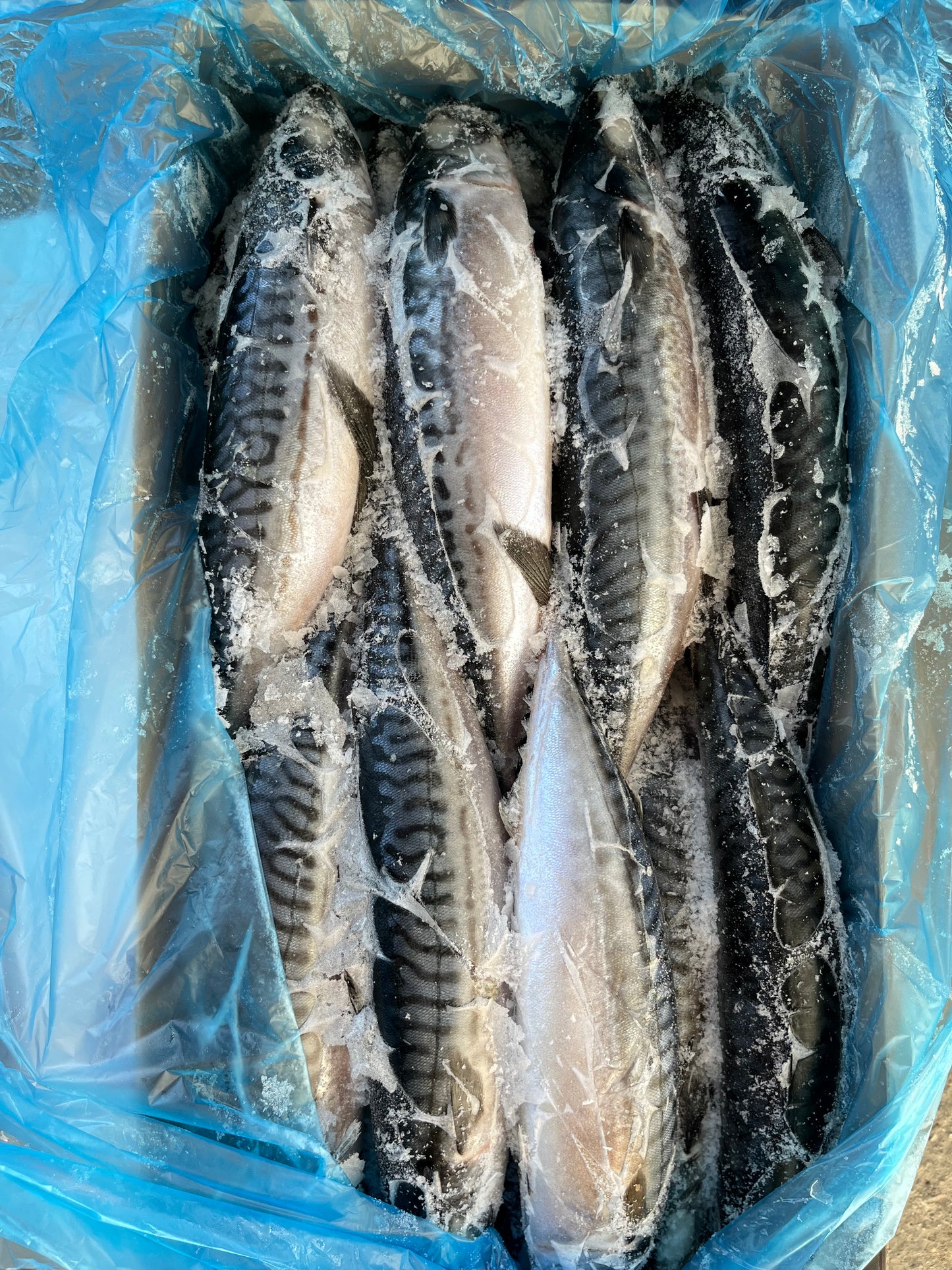 BAX/20kg Macrou Norvegia 600gr+/buc; 1kg-25lei