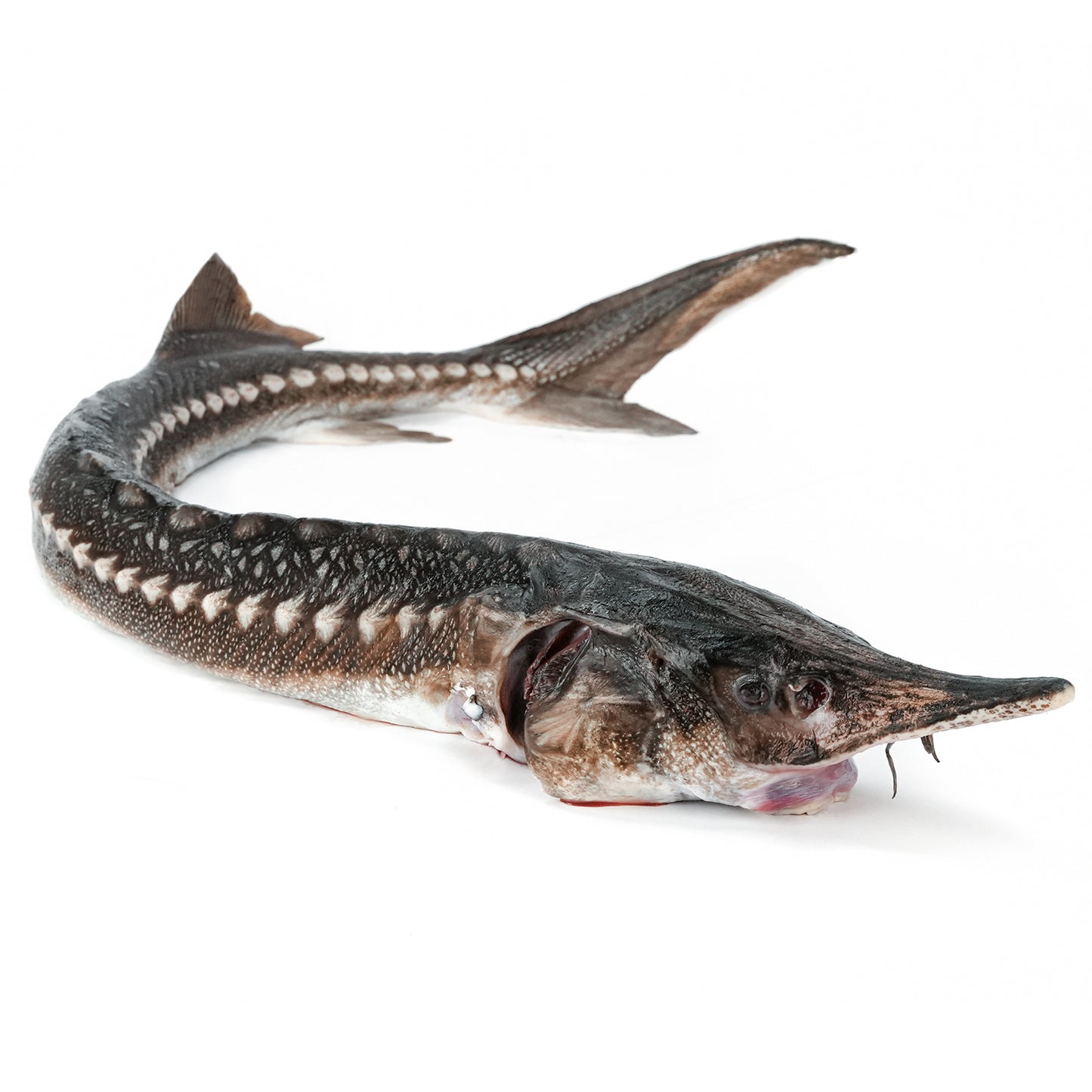 Trunchi de Sturion (Morun) decapitat eviscerat 5-8kg/buc Pret:450-720lei