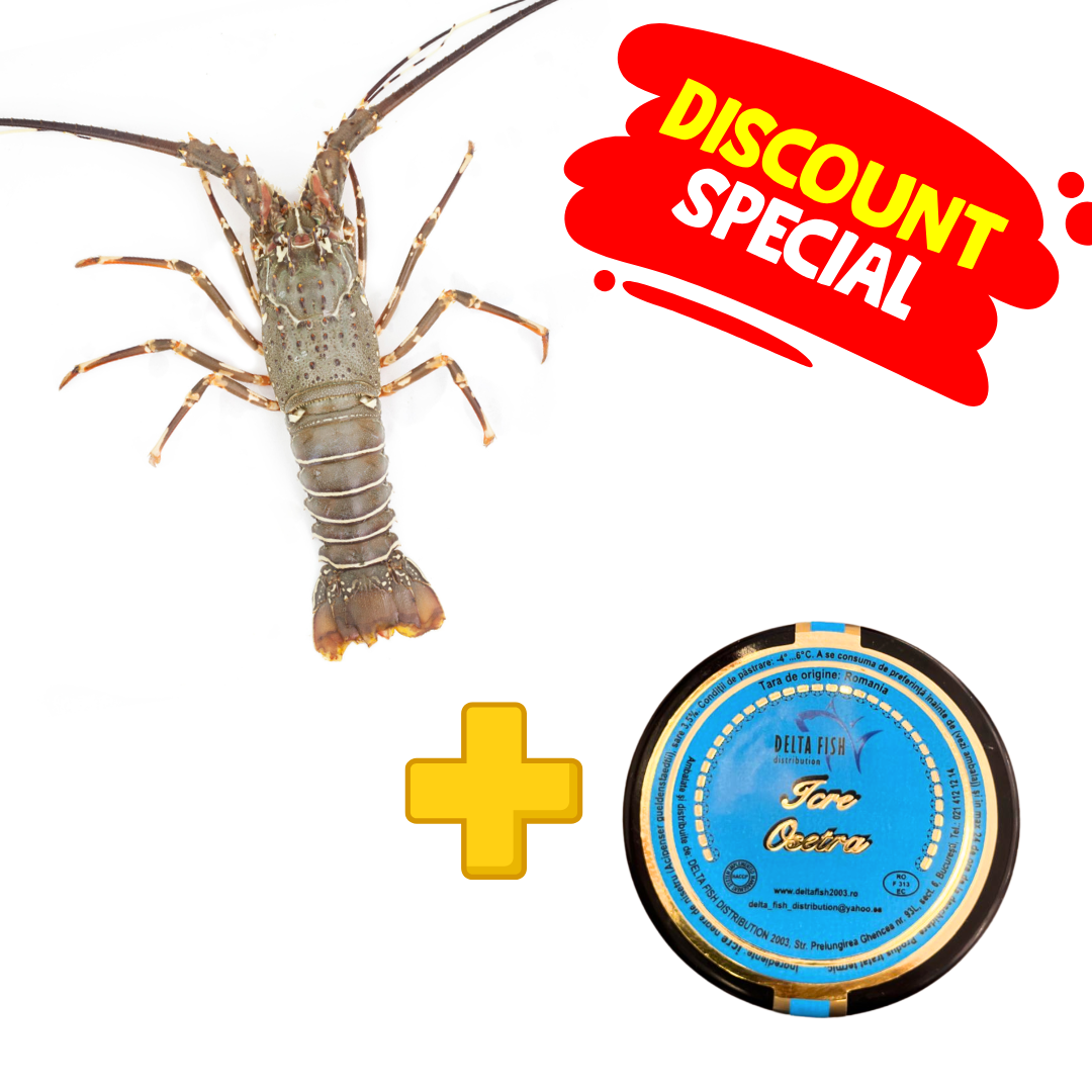 Pachet Royal Prestige – Langusta & Caviar: Langusta Cuba 630-750gr 1 BUC + Icre Negre Osetra-Baeri 50gr 1 BUC - Cochiliafood