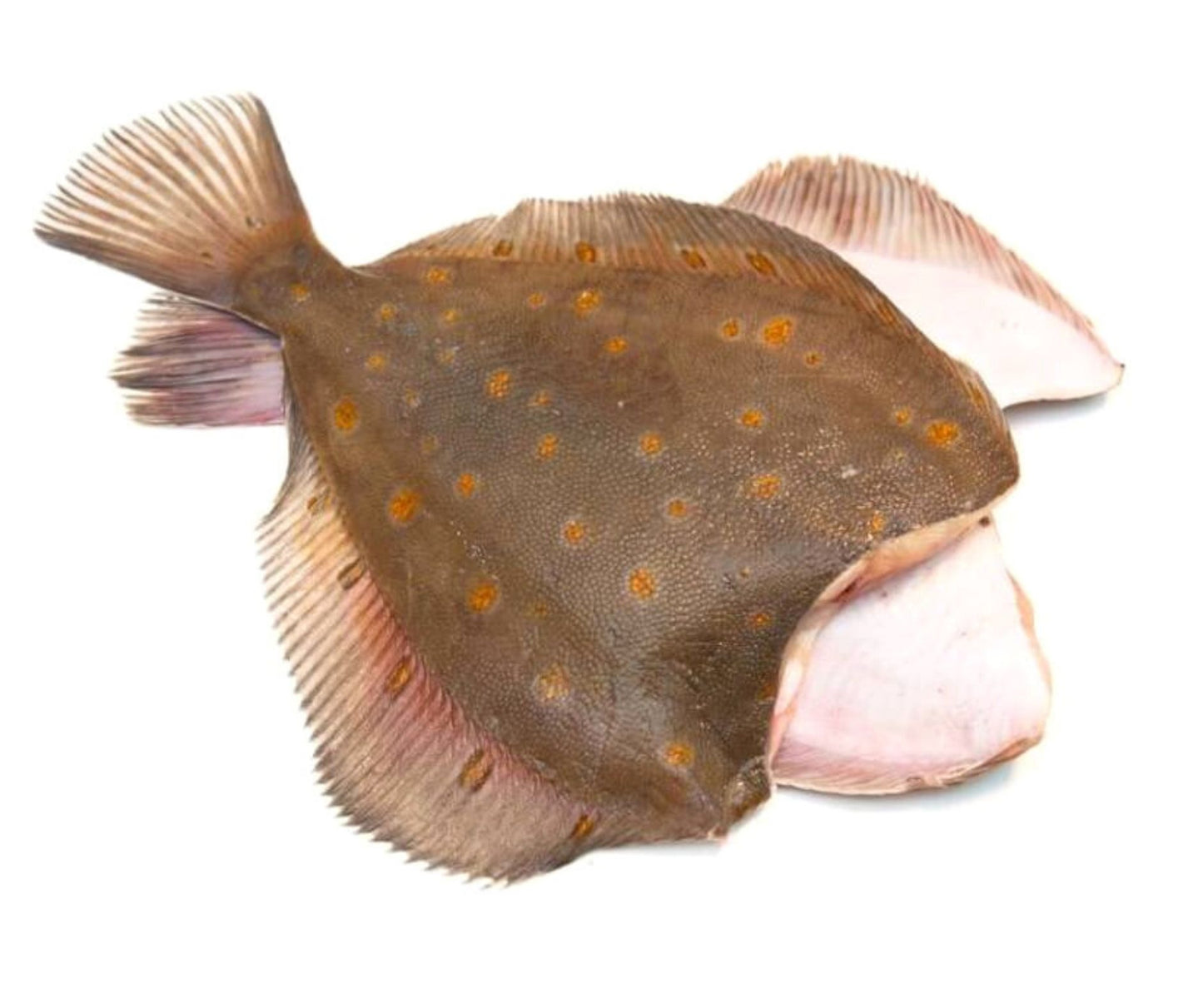Cambula Decapitata si Eviscerata 400-500gr/buc - Cochiliafood