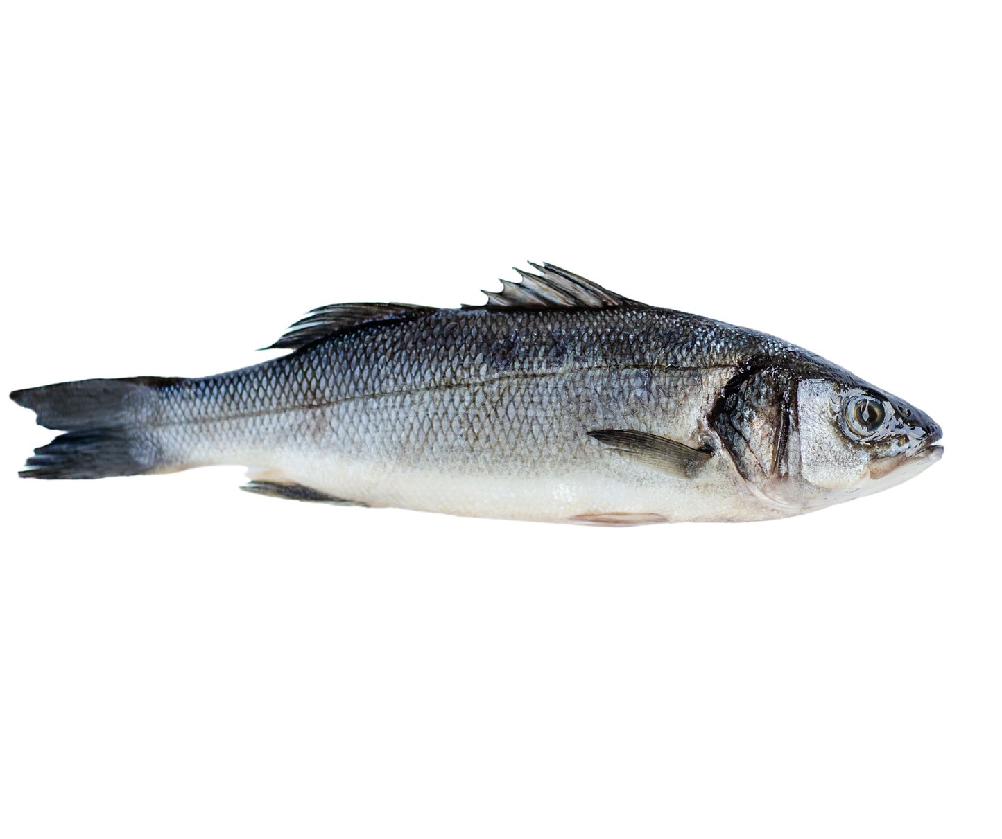 Lup de Mare Eviscerat 500-600gr/buc - Cochiliafood