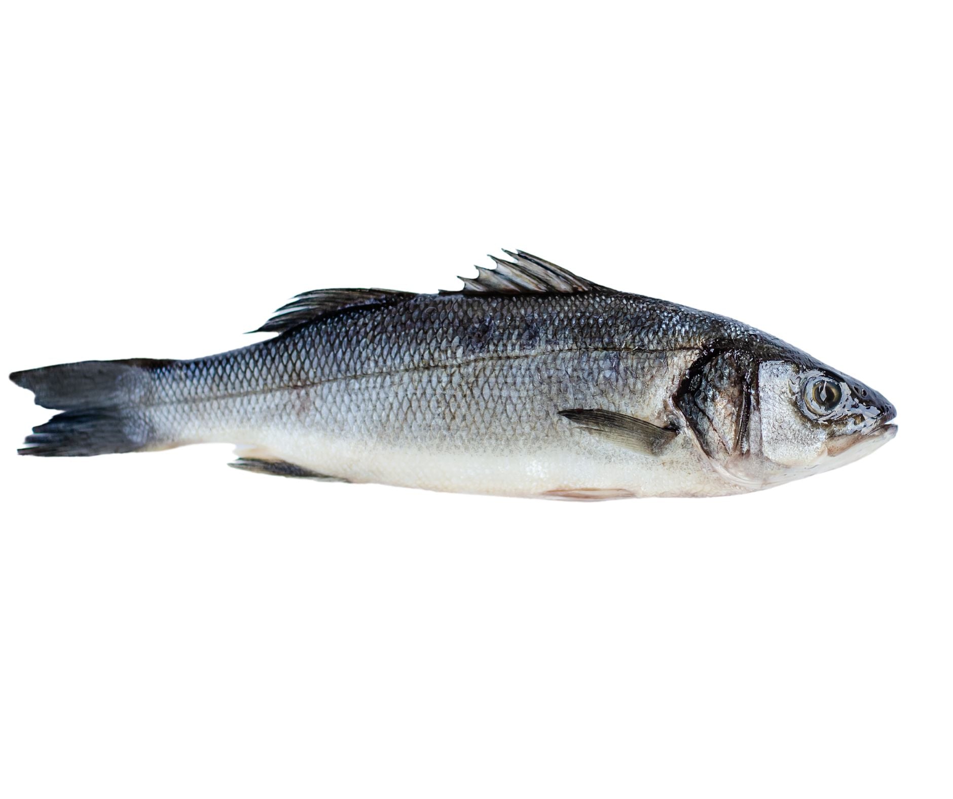 Lup de Mare Eviscerat 500-600gr/buc - Cochiliafood