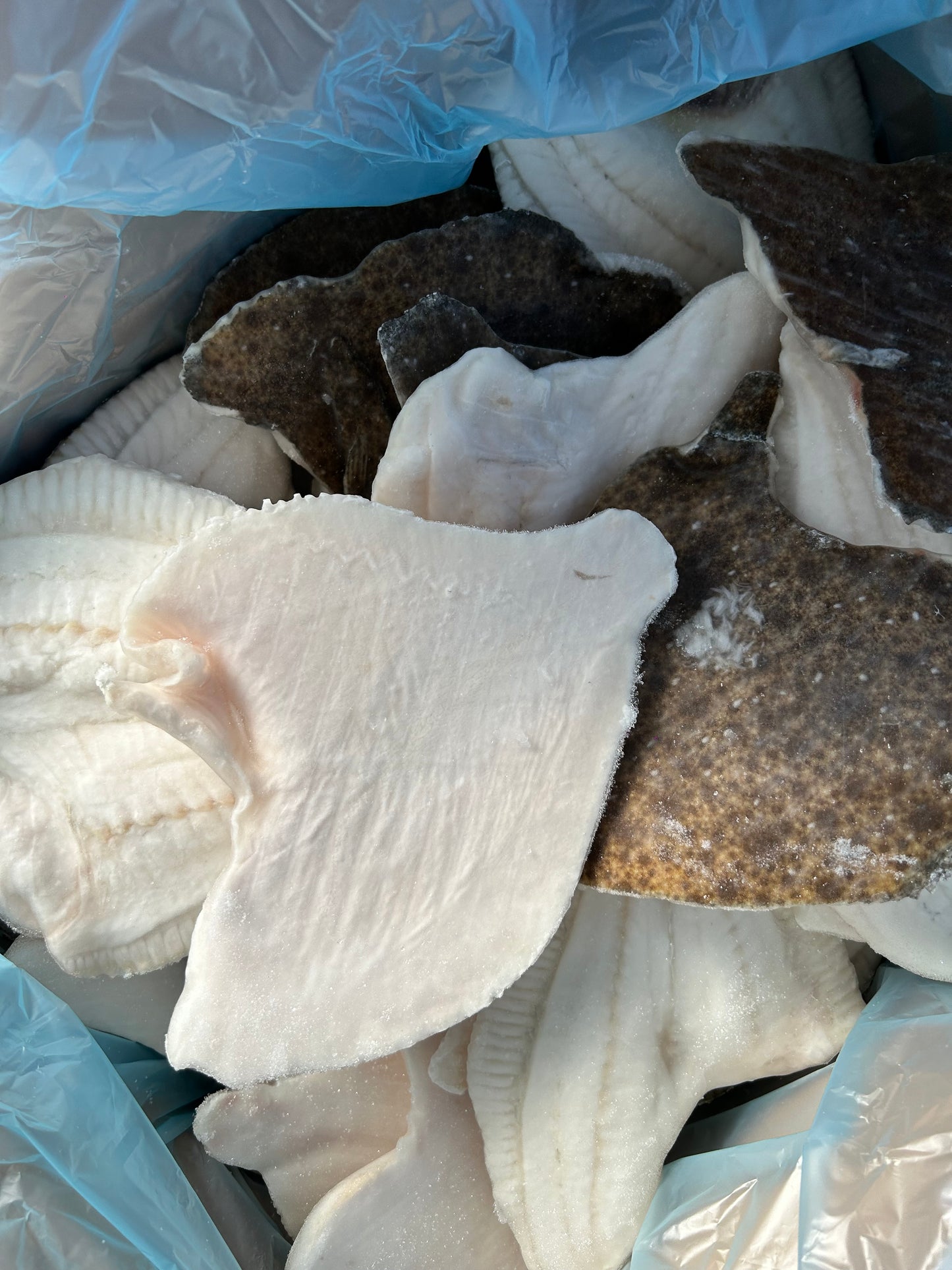 File Calcan Salbatic 800GR