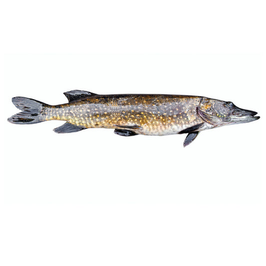 Stiuca Eviscerata, buc/2-4kg, Pret: 100-200lei