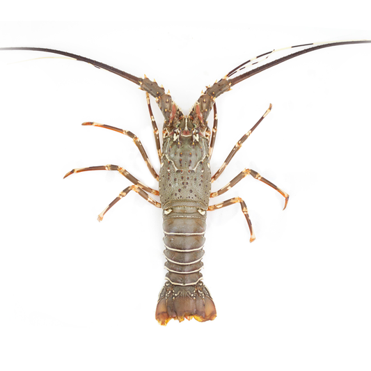 Langusta Intreaga Cruda - Cuba - 740-860gr Bucata - Cochiliafood