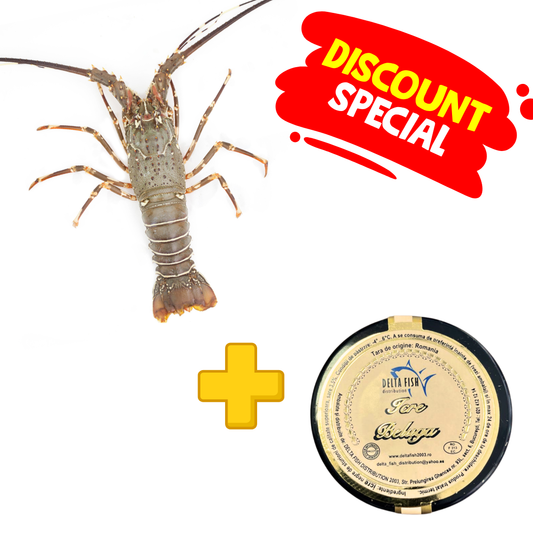 Pachet Imperial – Langusta Cuba & Caviar Beluga : Langusta Cuba 630-740gr 1 BUC + Icre Negre Beluga 50gr 1 BUC - Cochiliafood