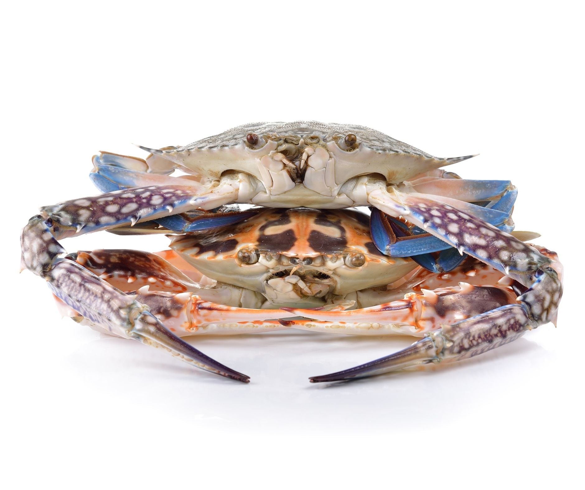 Soft Shell Crab 9/10, 1kg - Cochilia